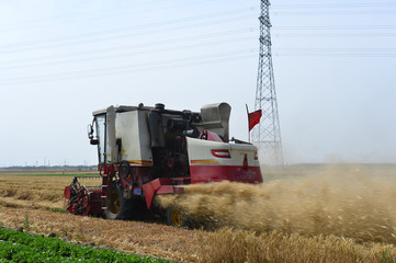 Harvester in wheat