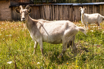 goat with horns standing on the green grass