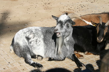 Bock