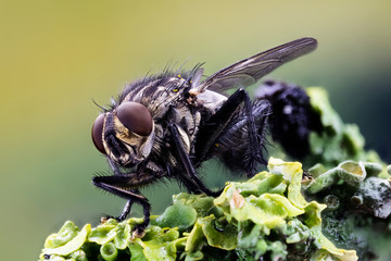 Macro Focus Stacking - Common Flesh-fly, Flesh Fly, Fly, Flies
