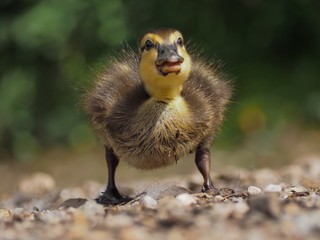 Duckling