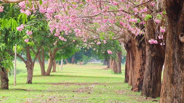 Walkway along Tabebuia rosea blossom trees