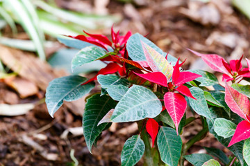 Red and green leaves growing in the garden