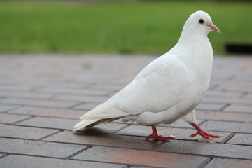 weiße Taube Boden 1