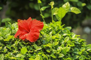 Red Hibiscus Flowers in garden