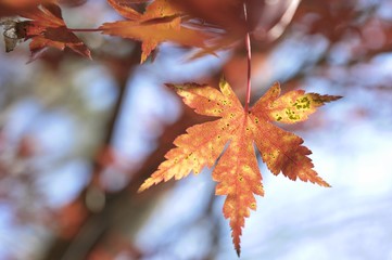 赤く色づいた紅葉