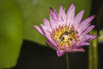 Pink lotus flower and many bees inside close up picture