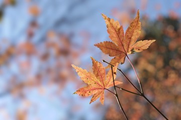 赤く色づいた紅葉