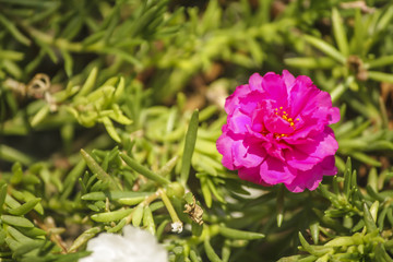 Pink Portulaca oleracea Flower