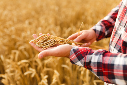 Man holding ears of wheat on a background a wheat field. Agronomist farmer cares about his crop for the rich harvest on sunset