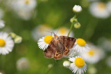 The scarlet flower...