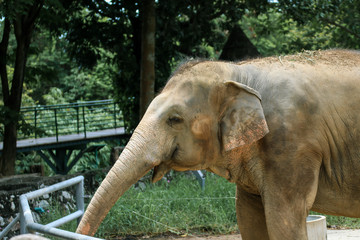 Elephant portrait. Elephant