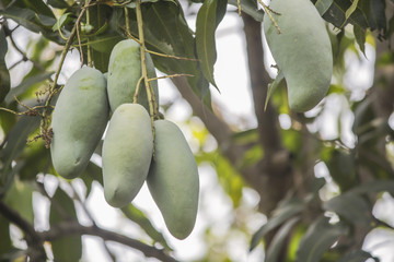 Green Mango on the tree