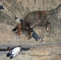Eye contact between striped cat and hurt dove, on the gray cement floor.