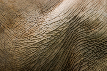 Elephant portrait. Elephant