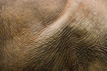 Elephant portrait. Elephant