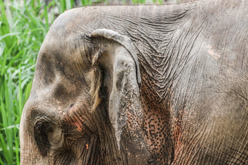 Elephant portrait. Elephant