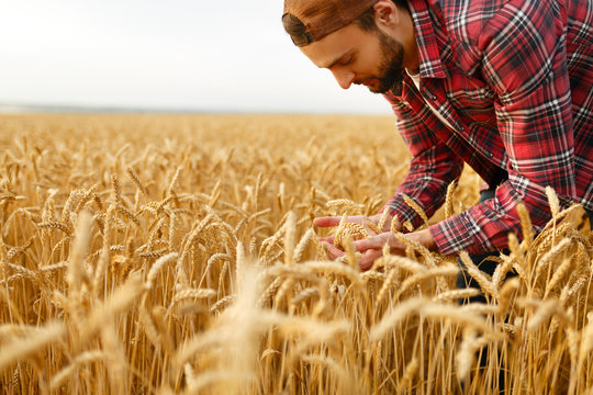 Smiling bearded man holding ears of wheat on a background a wheat field. Happy agronomist farmer cares about his crop for the rich harvest on sunset