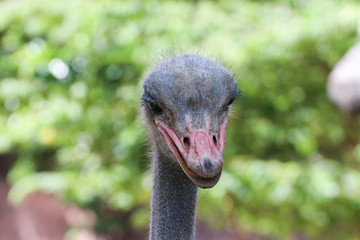 Ostrich bird head and neck front portrait in the zoo