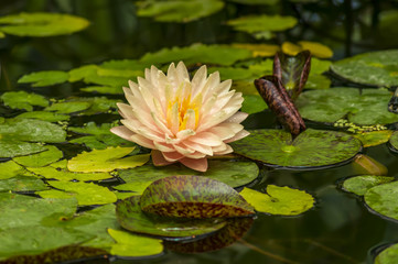 beautiful pink waterlily or lotus flower in pond
