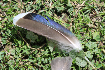 Duck feather