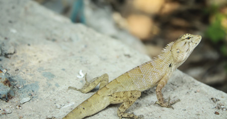 Lizard on the cement floor