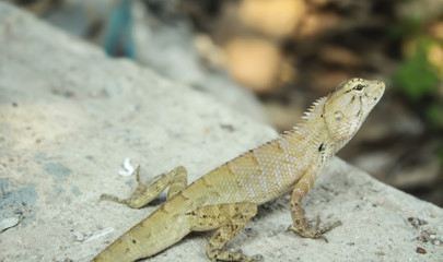 Lizard on the cement floor
