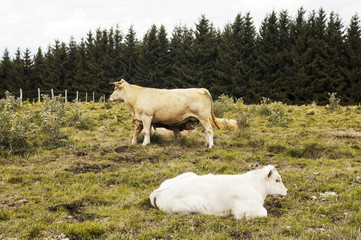 aubrac vaches