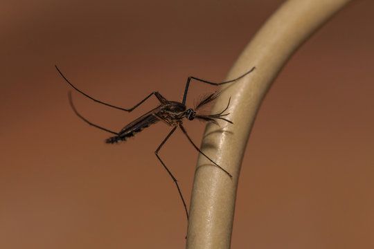 Mosquito it is disease dengue, Macro image