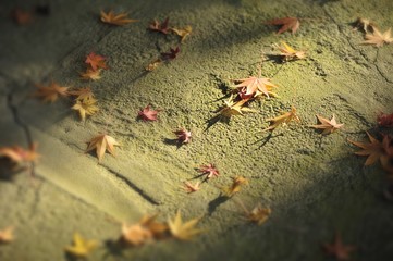 モミジの落ち葉