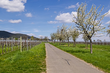 Fototapeta premium Weg zwischen Weinfeldern
