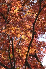 赤く色づいた紅葉