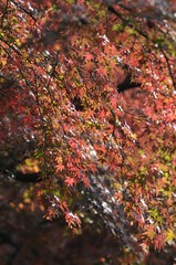 赤く色づいた紅葉