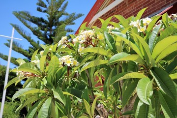White Plumeria Flowers blooming in summer, Western Australia