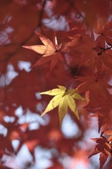 赤く色づいた紅葉