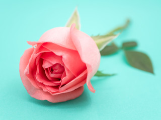 Close-up image of pink beautiful rose flower on green background, Pastel colors. Valentine day, love and wedding concept. Selective and soft focus