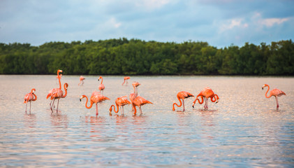 Flamingoes at Rio Lagartos Biosphere Reserve, Yucatan, Mexico © javarman