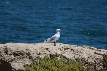 Chroicocephalus novaehollandiae at Indian Ocean in the port of Fremantle, Western Australia