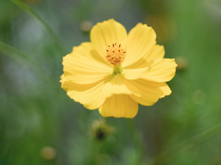 Pollen of yellow cosmos flower. (Soft focus)