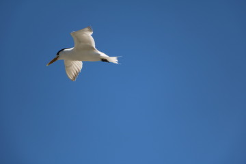 Seagall Thalasseus elegans at Indian Ocean in the port of Fremantle, Western Australia 