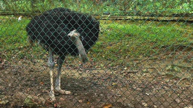 Ostrich biting the chain-link fence. It is the largest and heaviest living bird in the world, the strong powerful legs are used for running at high speed, up to 70km/h.