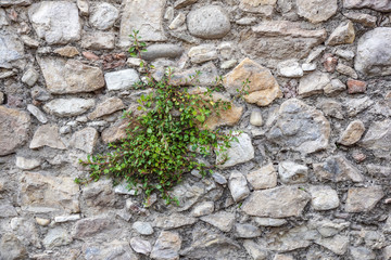 View of alley with stone wall and flowered bush in Saint-Paul-de-Vence, a lovely well preserved medieval hamlet near Nice