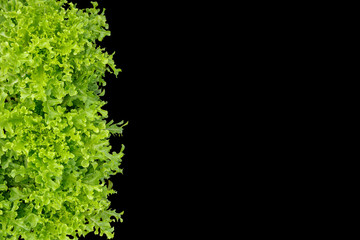 Green Oak Leaf lettuce isolated on black background, clipping path included.
