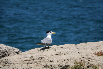 Thalasseus elegans at Indian Ocean in the port of Fremantle, Western Australia 