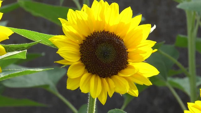 Sunflower field - video 4K UHD 2
