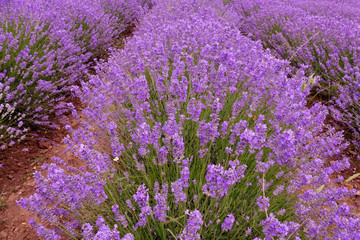 Lavender bloom levels.