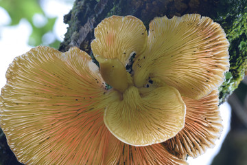 Fungi Bodmin Moor Cornwall