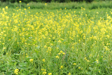 Small yellow field flowers. Summer blooming meadow background