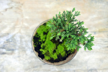 Bonsai tree or The small green bonsai tree in the flowerpot on wood background