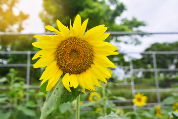 Sunflower field landscape or Beautiful sunflower in the green farm or Sunflower is nice and warm in summer field with blooming with sunlight